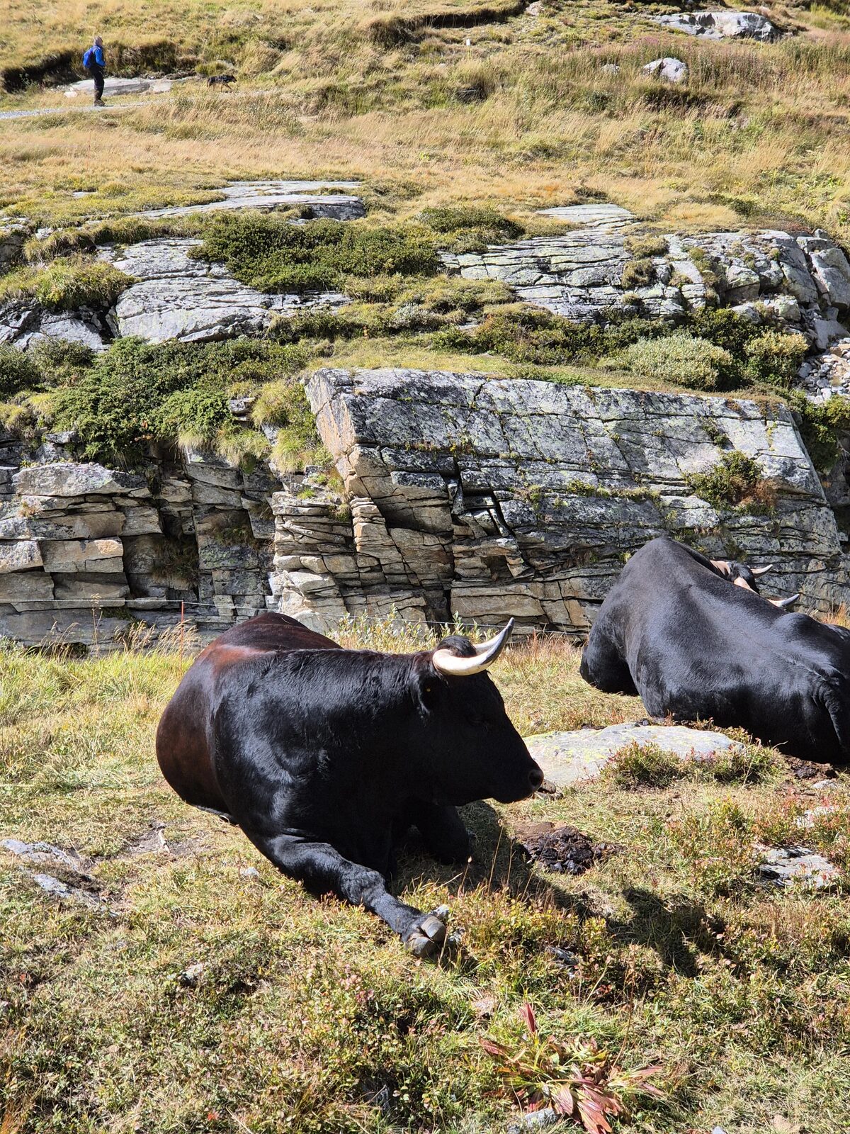 Vaches d'Hérens au pâturage, sur les alpages environnants